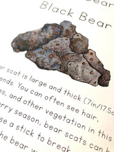Load image into Gallery viewer, Scats of Alaska Learning Cards