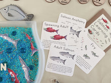 Load image into Gallery viewer, Salmon Life Cycle Learning Cards