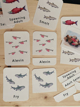 Load image into Gallery viewer, Salmon Life Cycle Digital Learning Unit