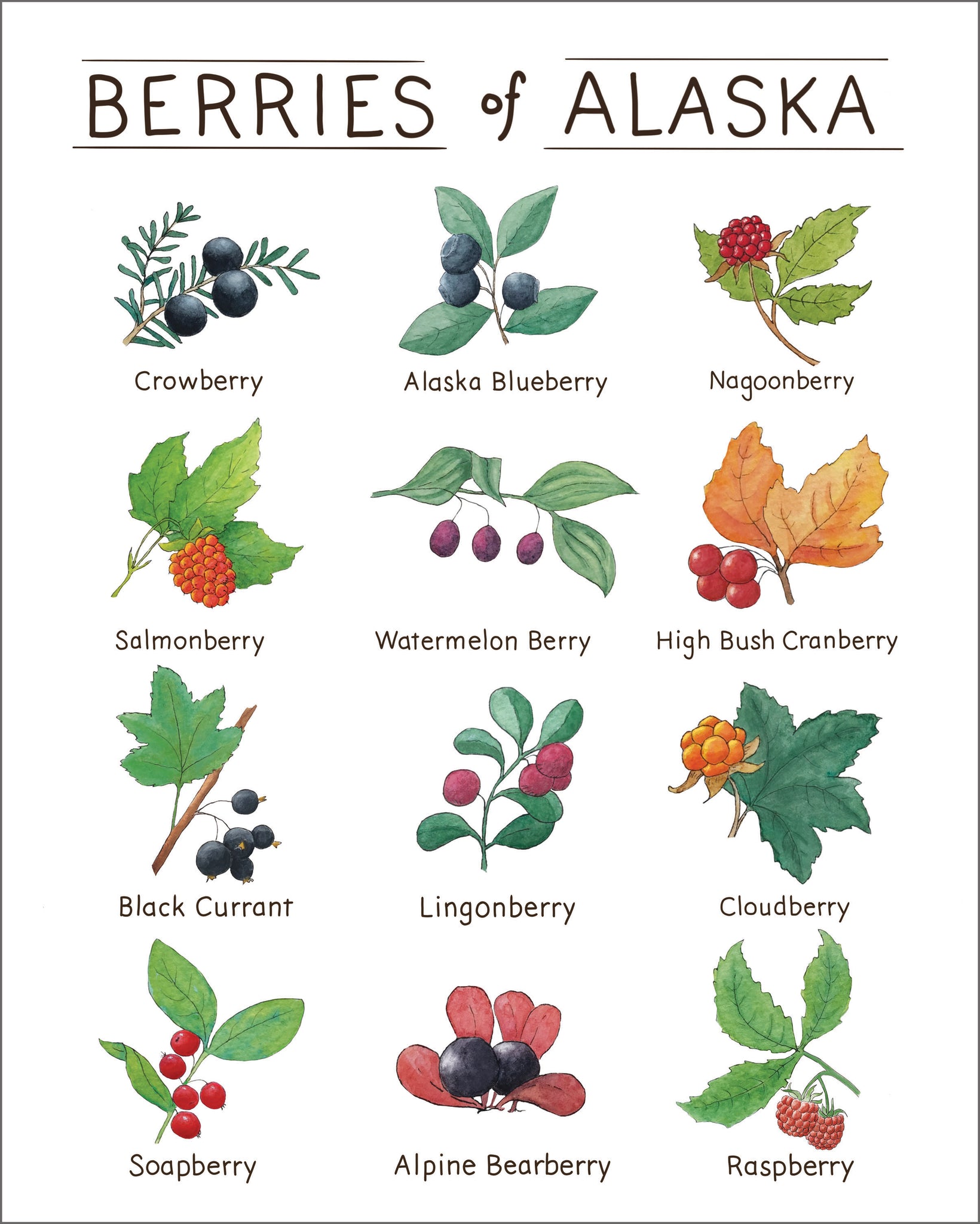 Types Of Berry Berries of Alaska Watercolor Art Print – Tiny Nest Studio
