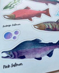 Salmon of Alaska Sticker Sheet