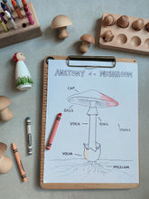 Load image into Gallery viewer, Mushroom Anatomy Coloring Page Digital Download
