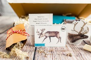 Alaska Reindeer Box